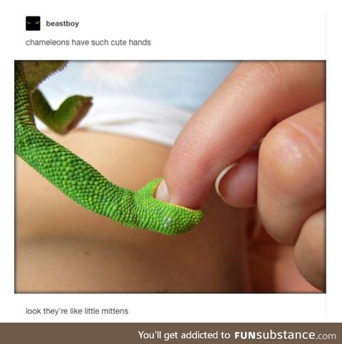 I thought it was a smol snek