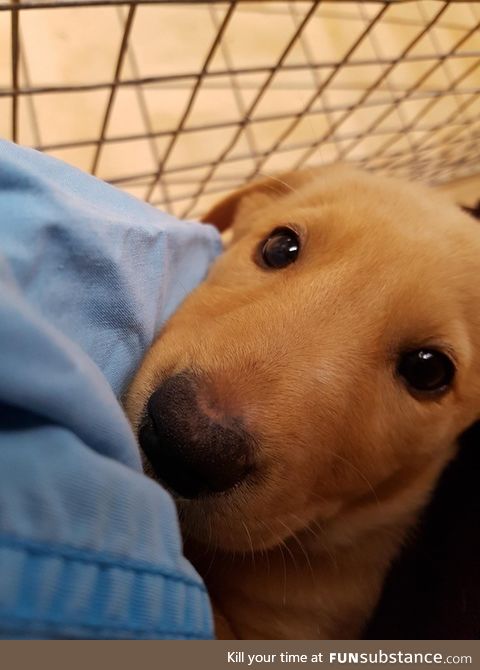Working at a vet hospital this little boomf was crying coming round from anaesthesia. I