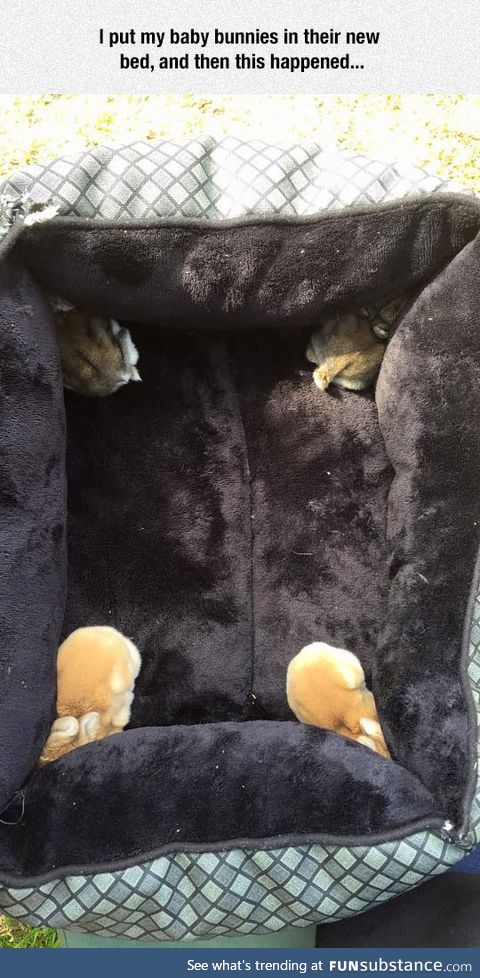 Come join the fuzzy side