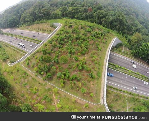Crosswalks for wild animal over higway(not in usa)