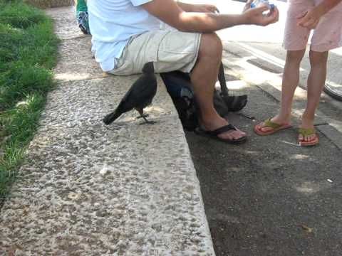Watch This Smart Crow Ask Humans For Water
