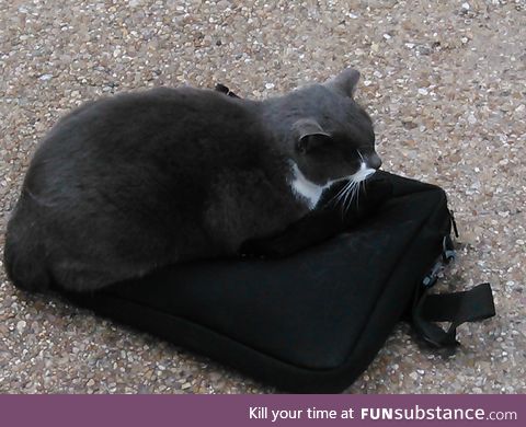 This is Pangur. Also a Campus Cat. He decided my laptop case was an excellent bed.