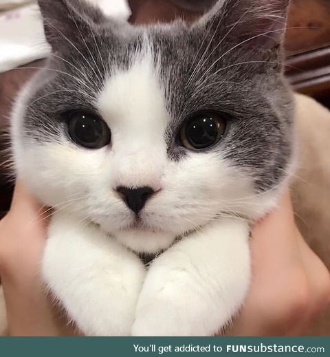 Just aww