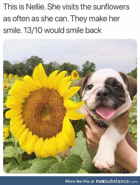 That's a lucky sunflower