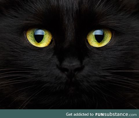 These high resolution cat eyes are magestic af