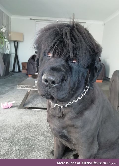 Just shaved my Newfoundland, look at his new hair style what a dude