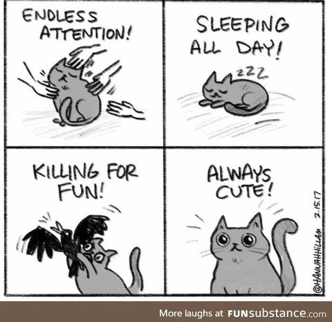 Why I wish I were a cat