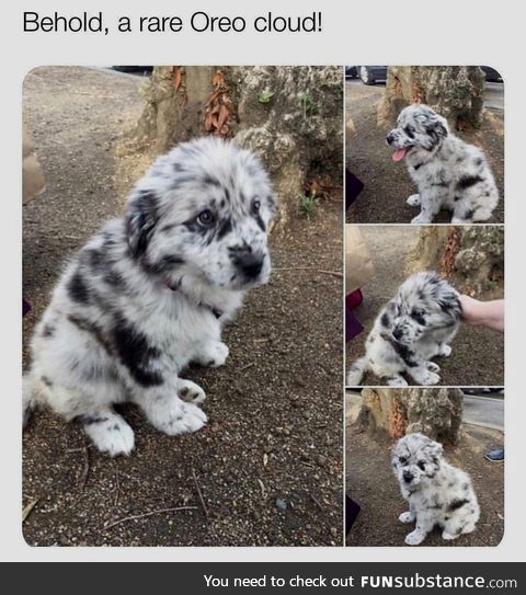 Cutie patootie
