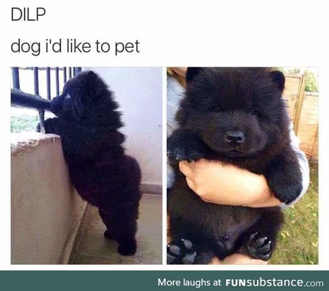 Sooo, ALL dogs
