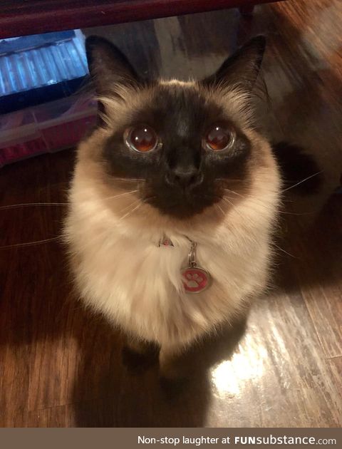 She often comes and just sits and looks at me like this for a while. Not sure what