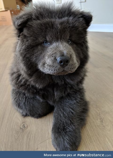 Hey , My Name is Atlas!