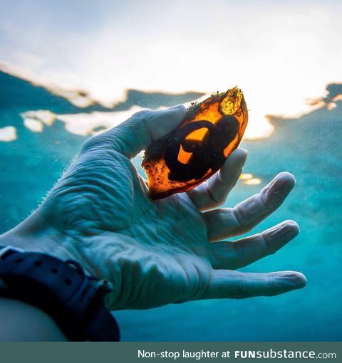 Shark eggs under sunlight