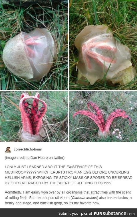 The land bröther has been released