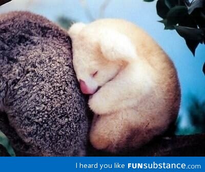 Albino koala