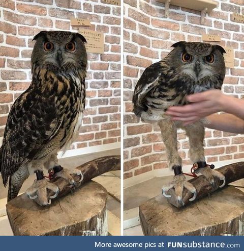 A considerable portion of an owl body volume is made up by feathers: As a consequence,