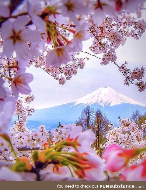 A view through the blossoms
