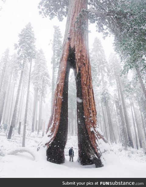 Snowy trail in California