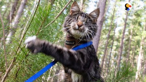 Nina the blind cat who loves exploring. A little something for the cat-lovers on the site