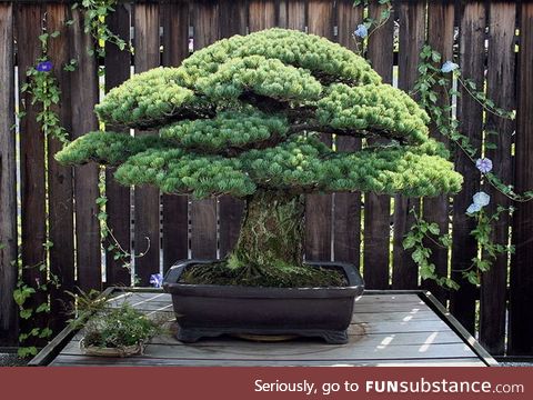 This Bonsai tree was planted in 1625, survived the bombing of Hiroshima and is still