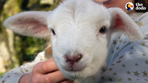 Beans the hyper little Lamb (FeelGoodSubstance)