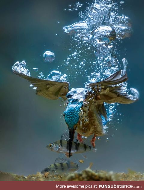 Kingfisher bird goes fishing