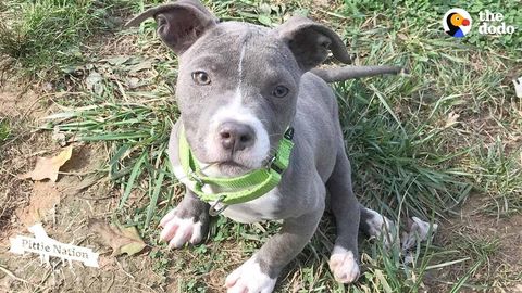 Wynona the pit bull. From unable to walk to too fast to stop. (FeelGoodSubstance)