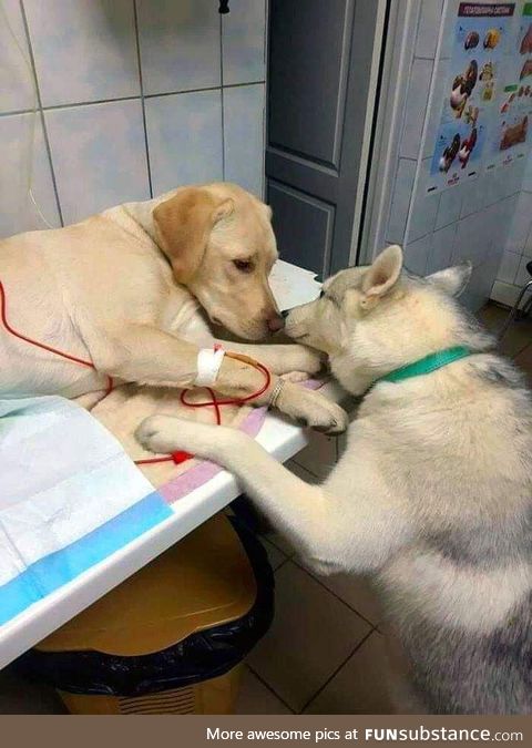 This vet has a comfort-dog assistant that helps sick patients know that everything will ok