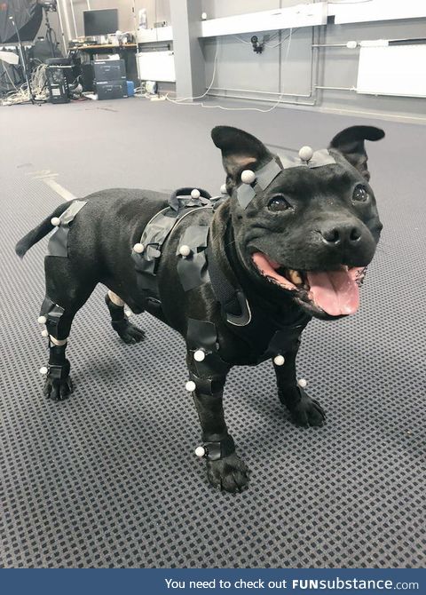 Goodboi doggo, Uuno, works very hard as a video game developer