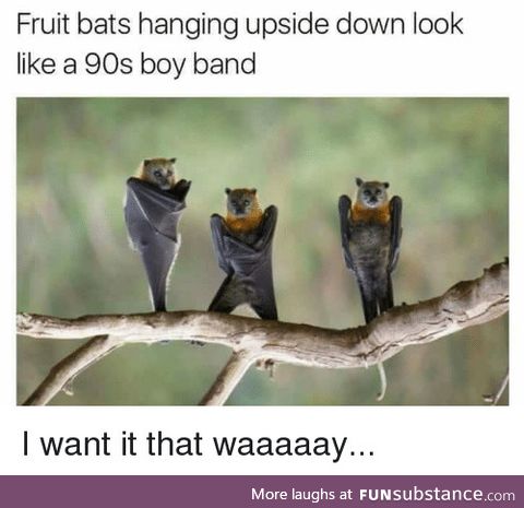 Backstreet bats