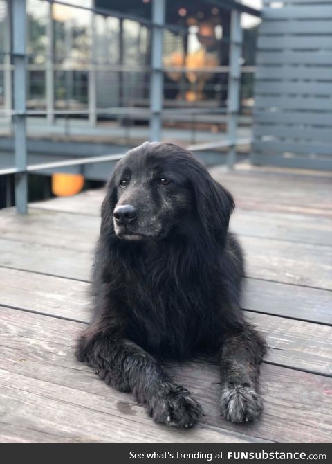 Majestic boi