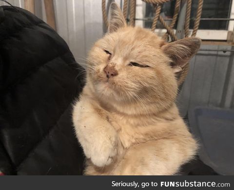 Not many farm cats make it to 18, but Carrot has