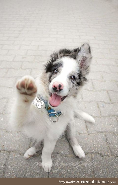 Henlo, fren