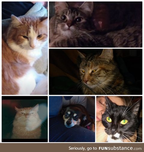 I see everyone posting pets so here is my bunch l have so many so I did a collage lol