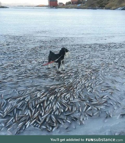 A large school of fish is frozen right under the surface of the water surface, near Lovund