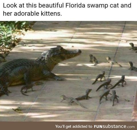 Swamp cats..... Frickin nuisance