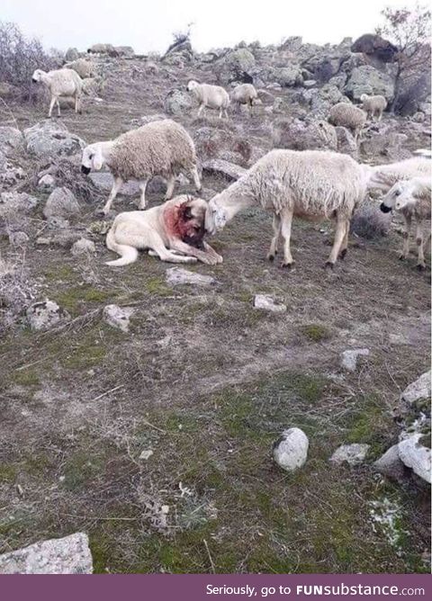 A sheep showing appreciation to the dog that saved them from an attack by wolves
