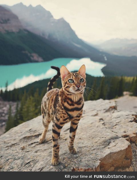 Suki, the travelling cat