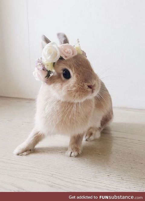 Strike a paws