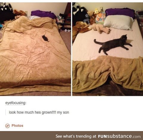 I need a fluffy child