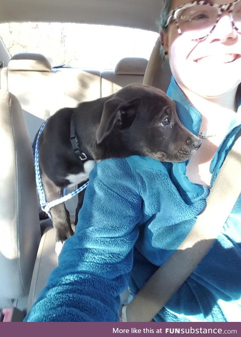 Adopted this girl from the pound. She rode like this the whole way home :)