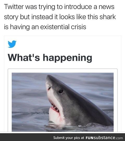 Shark having an existential crisis