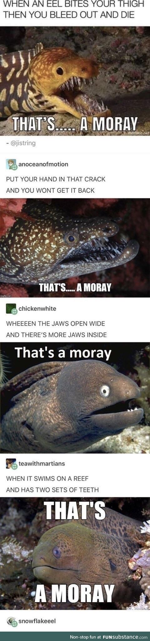 That’s a Moray