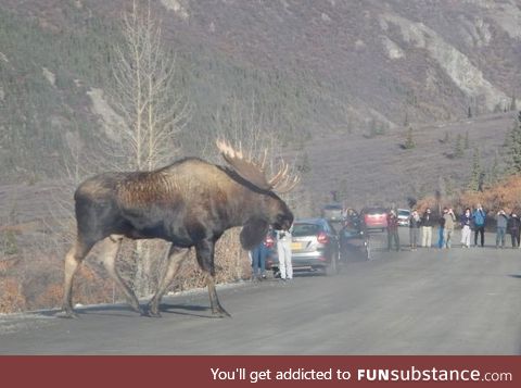 I never knew moose were this huge