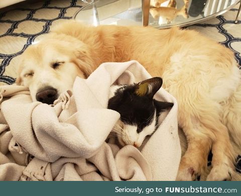My golden retriever cuddling his mortal enemy after she died last night