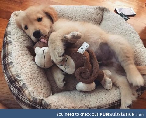 Just a cute pupperino
