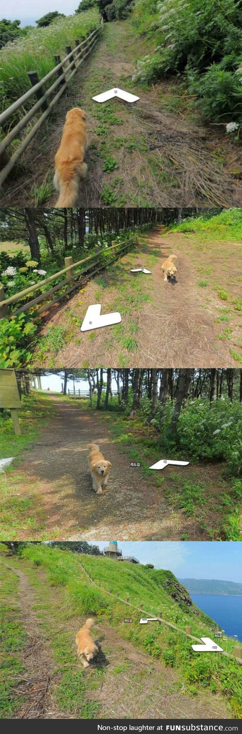 This dog followed the google earth guy