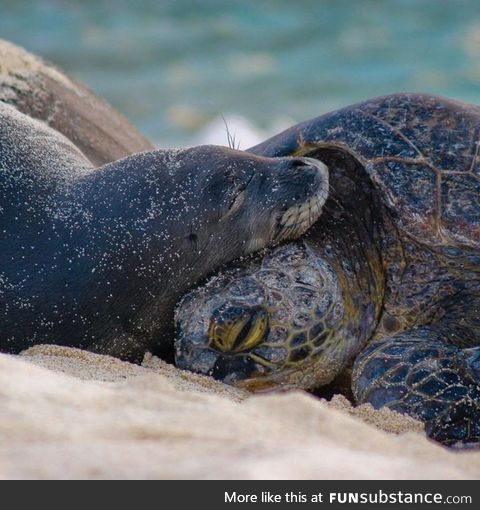 Seal cuddling with a turtle