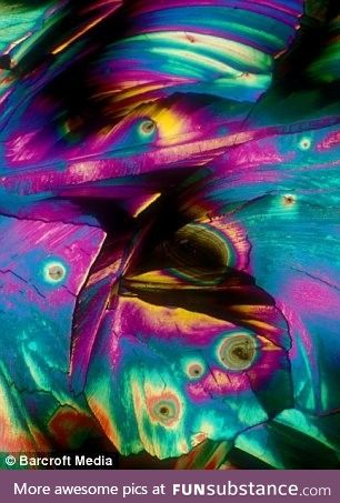 Pina Colada under microscope