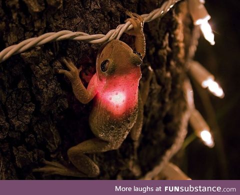 This is a Cuban tree frog on a tree in southern Florida, phtographed by James Snyder.