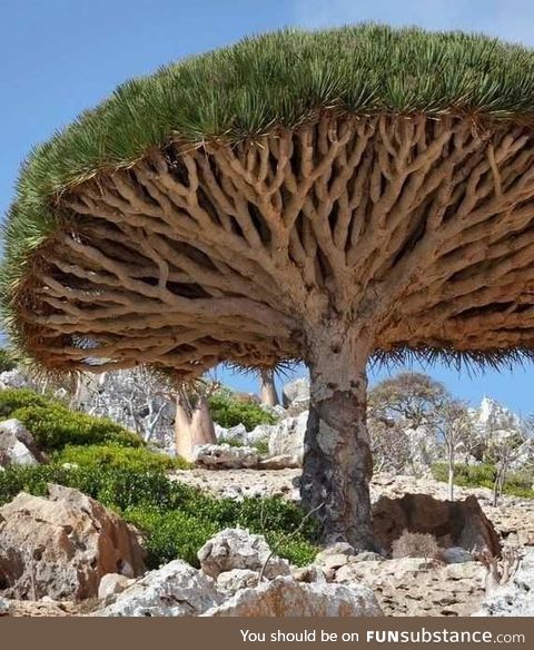 This endangered type of tree